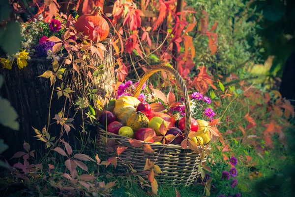 Фрукты Корзине Осень Саду — стоковое фото