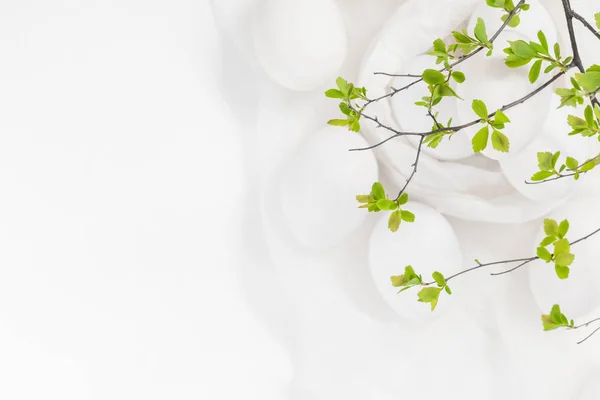 Paskalya arkaplanı beyaz yumurtalar yeşil dallar — Stok fotoğraf