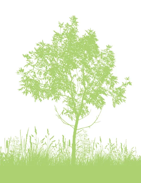 ต้นไม้สีเขียวที่สวยงามในสวน เวกเตอร์ — ภาพเวกเตอร์สต็อก