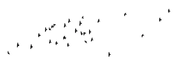 A flock of flying birds. Vector illustration — Stock Vector