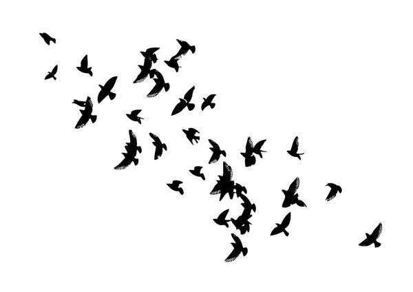 Uçan bir kuş sürüsü. Vektör illüstrasyonu — Stok Vektör