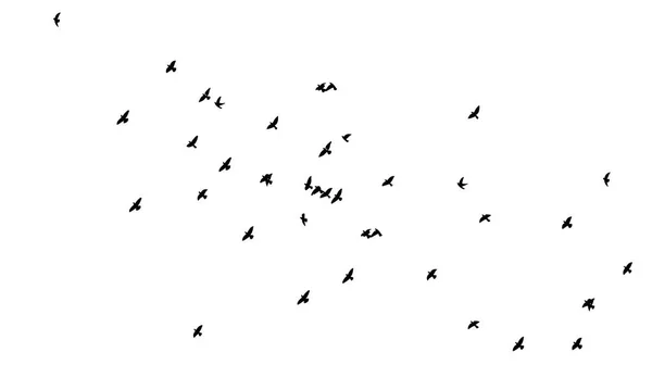 Un troupeau d'oiseaux volants. Illustration vectorielle — Image vectorielle