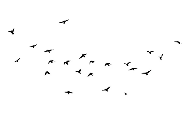 Una bandada de aves voladoras. Ilustración vectorial — Archivo Imágenes Vectoriales