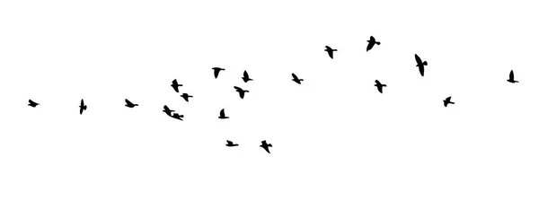 Una bandada de aves voladoras. Ilustración vectorial — Vector de stock