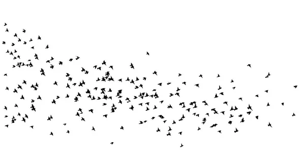 A flock of flying birds. A lot of soaring birds. Vector illustration — Stock Vector