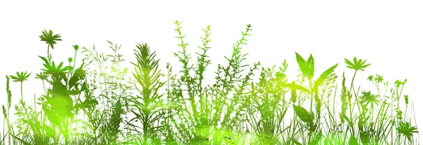 Silueta trávy na bílém pozadí. Vektorová ilustrace — Stockový vektor