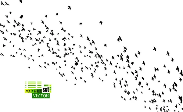 A flock of flying birds. Vector illustration — Stock Vector