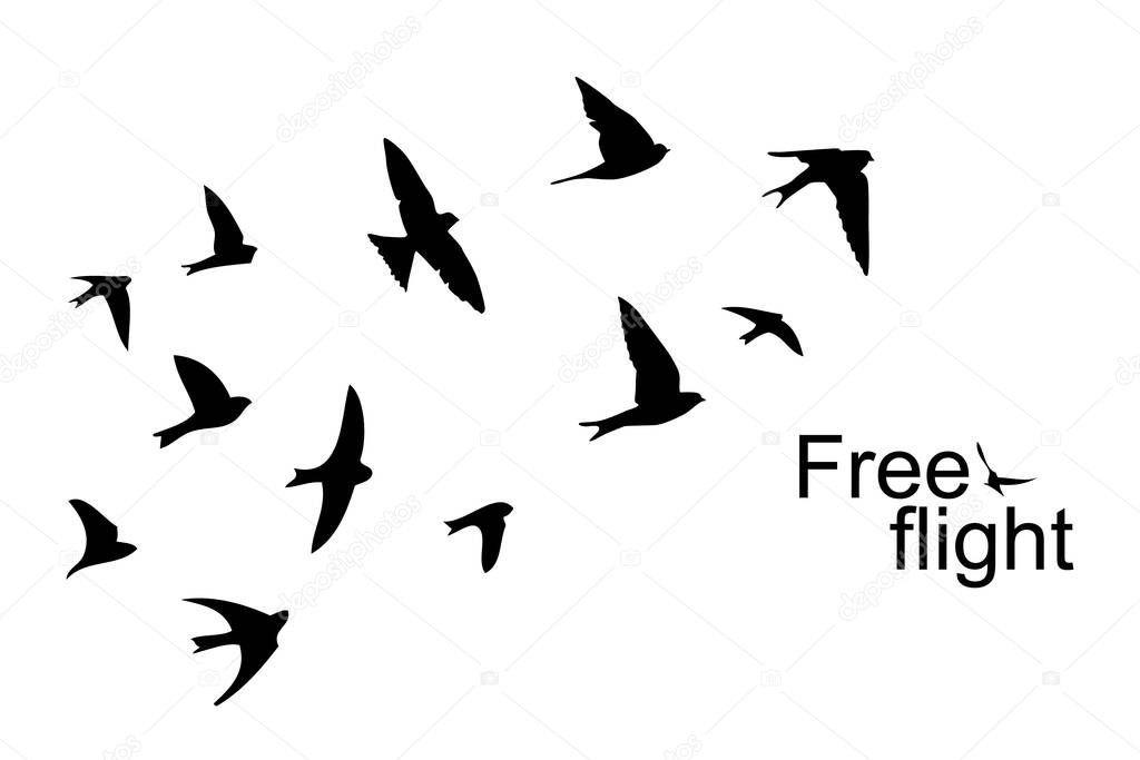 The silhouette of flying swallows. Vector illustration