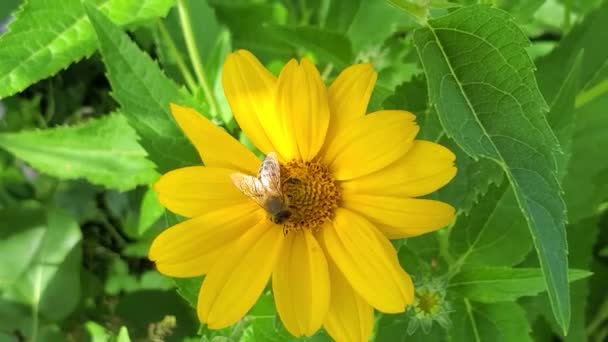 노란 꽃 위에 있는 벌입니다. 비디오 — 비디오