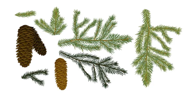 Set Cones Spruce Branches Vector — Stock Vector