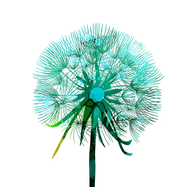 Beautiful colored dandelion. Vector illustration — Stock Vector