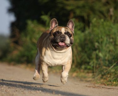 Köpek Fransız bulldog siyahı önden koşar ve dikkatle akranlar.