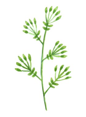 Vektör tasarımcı öğeleri yeşil yeşillik sanat yeşillik topluluğu sulu boya stilinde doğal yaprakları otlar ayarlayın. Zarif dekoratif güzellik illüstrasyon tasarımı için.