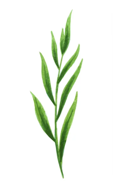 Σχεδιαστής στοιχεία του διανύσματος που συλλογή πράσινο πράσινο φύλλωμα τέχνης φυσικά φύλλα βότανα σε στυλ υδατογραφίας. Διακοσμητική ομορφιά κομψή εικόνα για το σχεδιασμό. — Διανυσματικό Αρχείο