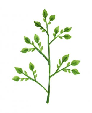 Vektör tasarımcı öğeleri yeşil yeşillik sanat yeşillik topluluğu sulu boya stilinde doğal yaprakları otlar ayarlayın. Zarif dekoratif güzellik illüstrasyon tasarımı için.