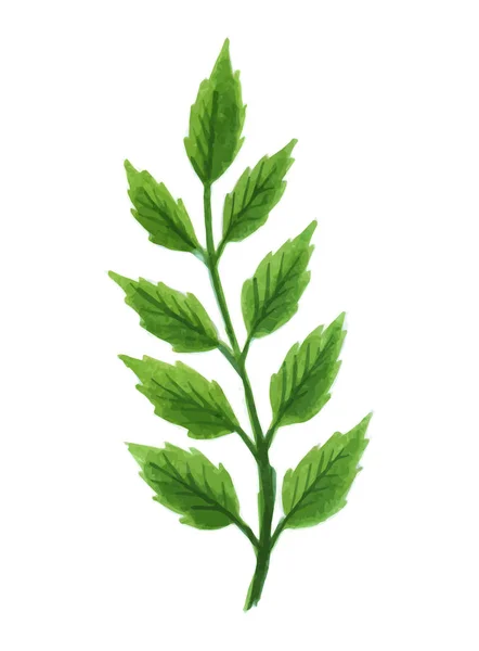 Ontwerper vectorelementen instellenin collectie van groen groen kunst gebladerte natuurlijke bladeren kruiden aquarel stijl. Decoratieve schoonheid elegante illustratie voor ontwerp. — Stockvector