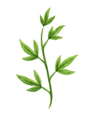 Vektör tasarımcı öğeleri yeşil yeşillik sanat yeşillik topluluğu sulu boya stilinde doğal yaprakları otlar ayarlayın. Zarif dekoratif güzellik illüstrasyon tasarımı için.