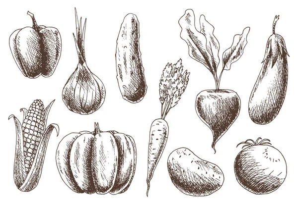 Collecte de légumes. Dessin à la maindes aliments biologiques. Graphisme linéaire d'aliments sains dans un style vintage. Set végétarien. Illustration vectorielle de croquis — Image vectorielle