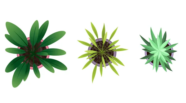 Sammlung von Pflanzen von oben in Töpfen. Pflanzensatz zu Hause. Kaktus, grüne Blätter Konzept. Gartengestaltung im Haus. Set aus verschiedenen Zimmerpflanzen mit — Stockvektor