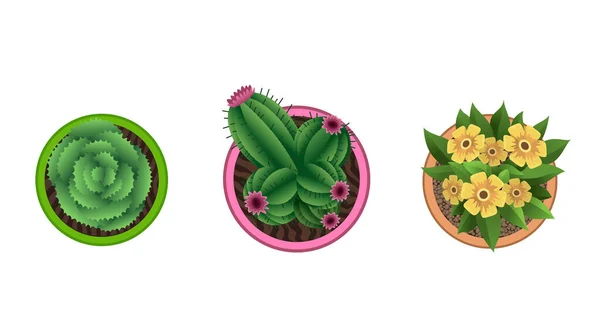 Pianta vista dall'alto in vaso. Set impianto domestico. Cactus, concetto di foglie verdi. Progetto di giardinaggio della casa interna. Serie di piante di casa diverse con fiori — Vettoriale Stock