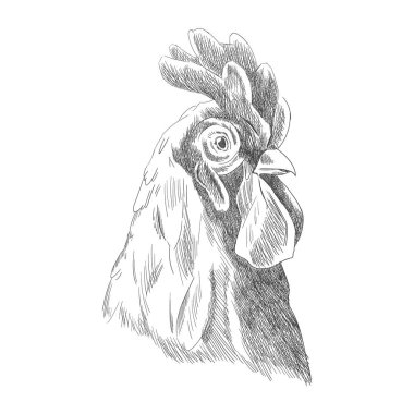 El yapımı hayvan. Çiftlik hayvanları. Poster ya da ağ için klasik vektör oymacılığı. Grafiksel bir şekilde el çizimi sik çizimi