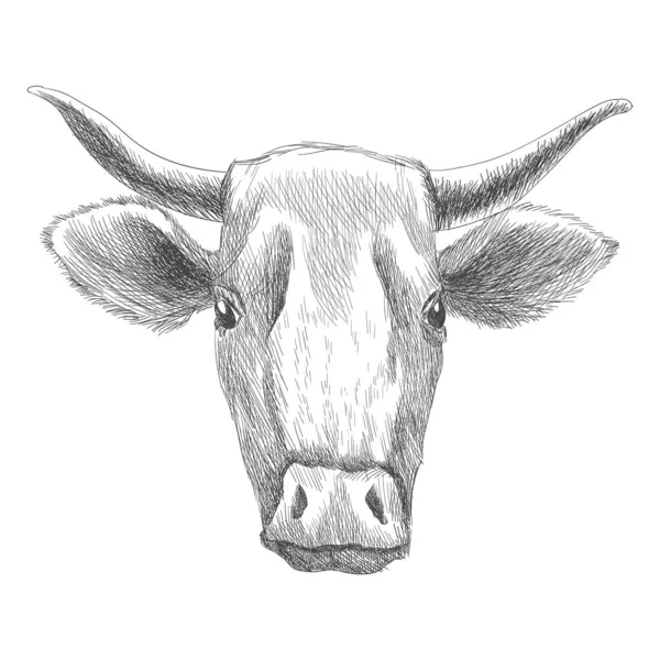 Ручное животное. Фермерский скот. Винтажная векторная гравировка для плаката или паутины. Ручной рисунок коровы в графическом стиле — стоковый вектор