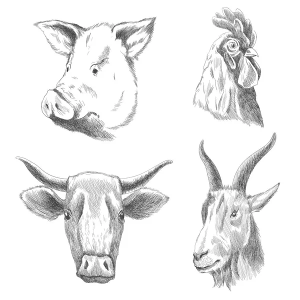 Animales tirados a mano. Animales de granja. Ilustraciones de grabado vectorial vintage para póster o web. Dibujo dibujado a mano de cerdo, polla, vaca y cabra en un estilo gráfico — Vector de stock