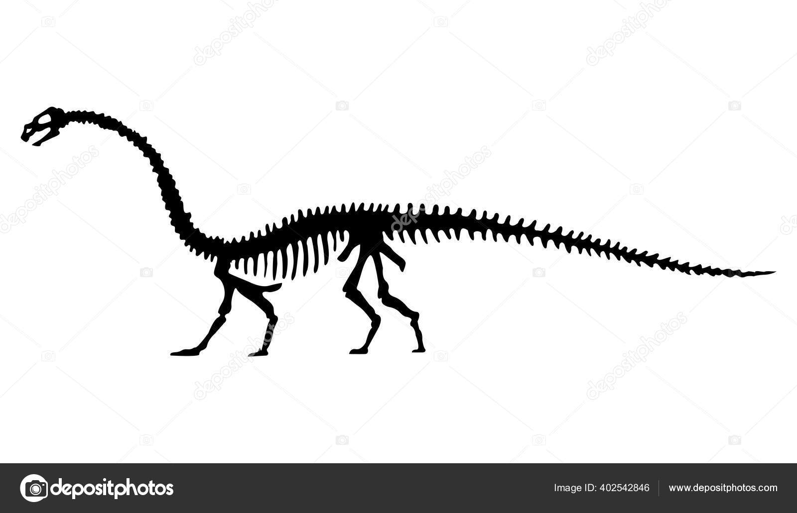 Vektorsilhuett av dinosaurskjelett. Håndtegnet dinosauskjelett.  Dinosaurknokler, utstillingsfossiler i museet stockvektor © Designer_things  #402542846, image size:1600x1031