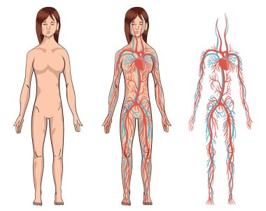 Dolaşım sistemi. Kadın kan damarları diyagramının vektör çizimi. İnsan atardamar ve venöz dolaşım sistemi. Poster, eğitim, bilim ve tıbbi kullanım için tıbbi bilgi grafikleri