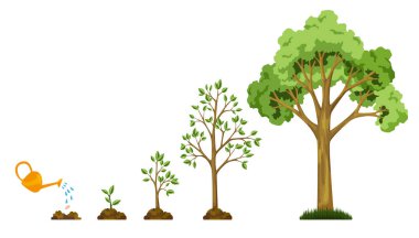 Ağaçların tohumdan tohuma büyümesini sağlar. Çiçekleri suluyorum. Küçükten büyüğe kadar ağaç koleksiyonu. Yaprak büyüme diyagramı olan yeşil ağaç. İş döngüsü gelişimi