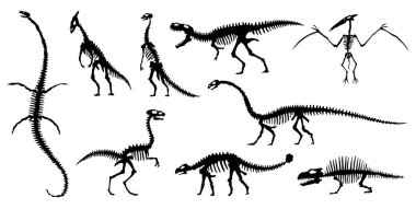 Dinozorların iskeletlerinin siluetlerini topluyorum. Vektör el çizilmiş dinazor iskeletleri. Dinozorların kemikleri, müzede fosiller sergileniyor. Sketch set Velociraptor, Diplodocus, Parasaurolophus vs.