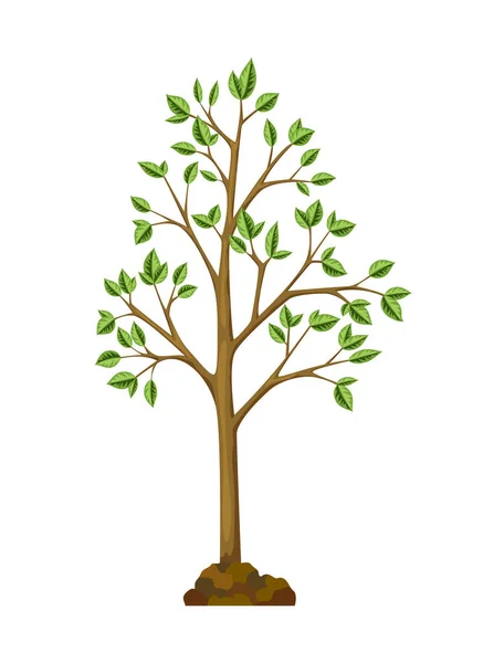 Una de las etapas del crecimiento del árbol. Crecimiento de árboles con hojas y ramas verdes, planta de la naturaleza — Vector de stock