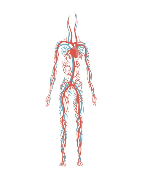 Sistema circulatorio. Ilustración vectorial del diagrama de vasos sanguíneos femeninos. Circulación arterial y venosa humana. Infografías médicas para carteles, educativos, científicos y de uso médico — Vector de stock