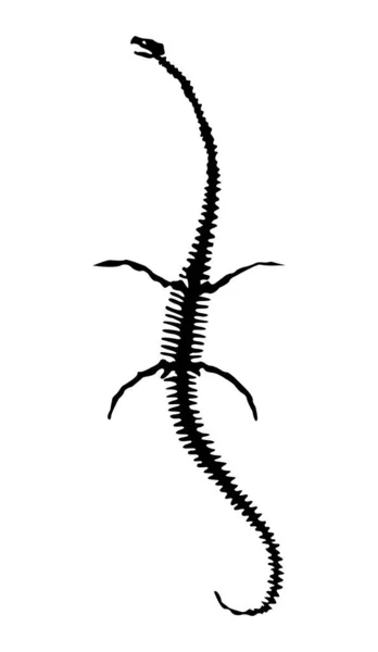 Vektorsilhouette eines Dinosaurier-Skeletts. Handgezeichnetes Dino-Skelett. Dinosaurierknochen, Fossilien im Museum — Stockvektor