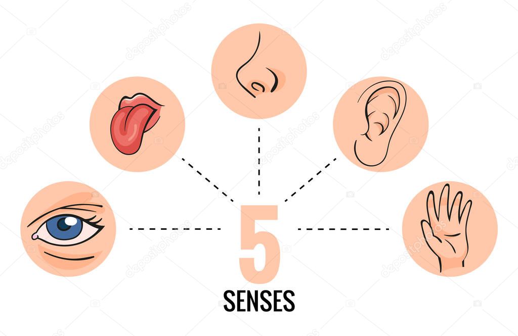 Sensory organs. Nose smell, eyes vision, ears hearing, skin touch, language taste and taste buds. Cartoon sensory organs. Perception of environment, sensations