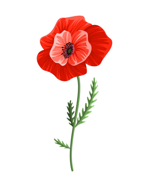 Poppy flower. Watercolor hand drawn poppy. Isolated botanical symbol of blooming red poppy blossom. Floral design for decor or holiday wedding greeting card template