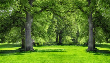 Ağaçlar ve Şehir Parkı yeşil çim
