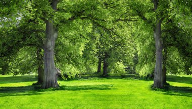Картина, постер, плакат, фотообои "деревья и зеленая трава в городском парке
", артикул 244725194