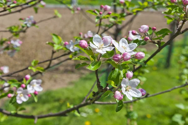 Ветвь Яблочного Метра Цветами — стоковое фото