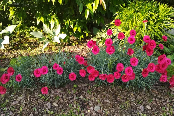Ροζ Γαρύφαλλο Στον Κήπο — Φωτογραφία Αρχείου