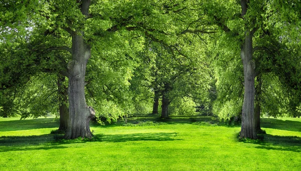 Bomen Groen Gras Het Stadspark — Stockfoto