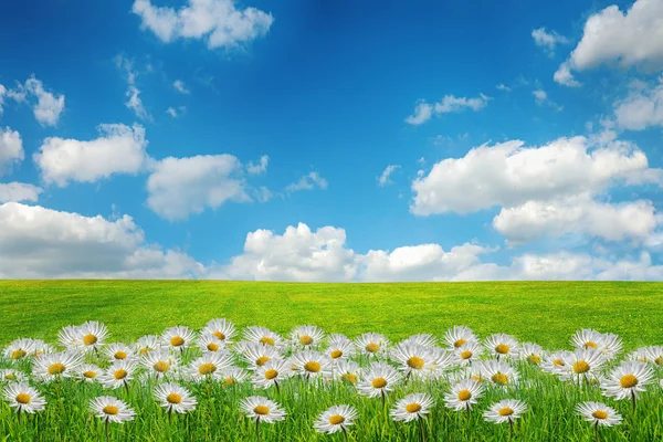 Bellissimo campo primaverile con fiori. Grande come sfondo — Foto Stock