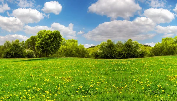 Field with yellow dandelions and blue sky — Stock Photo, Image