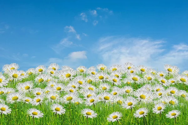 Field of camomiles at sunny day at nature Stock Image