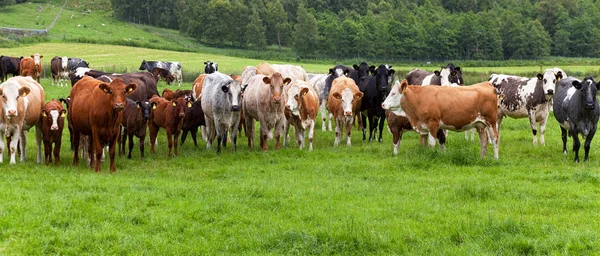 Herd of cows at summer green field in Scotland. Royalty Free Stock Photos