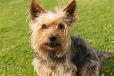 Küçük bir York ağzını açıyor..