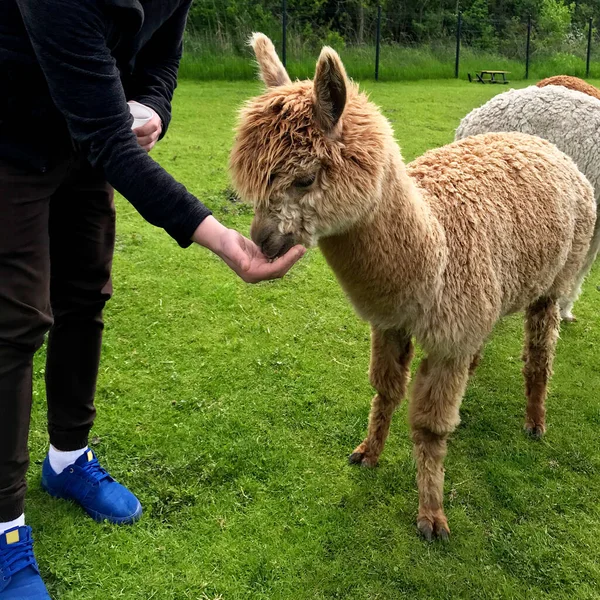 Alpaca Mãos Estão Alimentando Alpaca Alpaca Animal Sorriso Dentes Engraçados — Fotografia de Stock