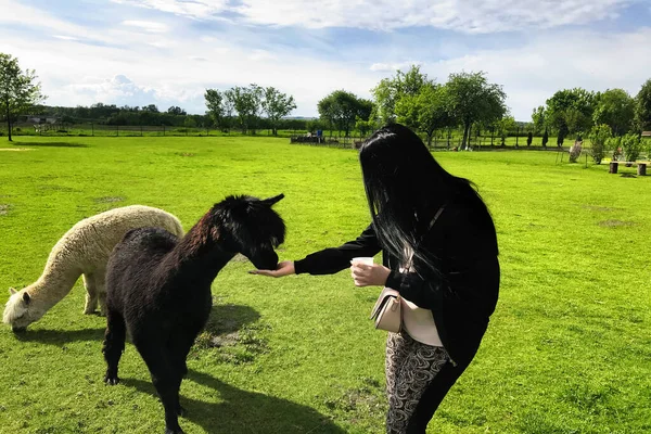 Young Girl Feeds Alpaca — Stock Photo, Image