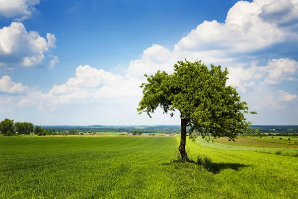 Eenzame boom op het veld — Stockfoto