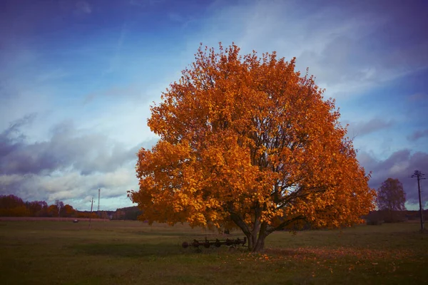 Albero Autunnale Nella Zona Rurale — Foto Stock